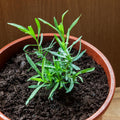 Set 2 French Tarragon Plants, 2-5" Tall Herb Starter Plants, Tarragon Herbs Plant for Garden