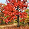 Sassafras Tree, Outdoor Landscape Shrub, 1-2 Ft Tall