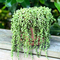 Variegated String of Pearls Plant Live, String of Pearls Plant Live, Variegated String of Pearls, Live String of Pearls Succulent Plant in Pot for Indoor House Planting (4 Inch Pot)