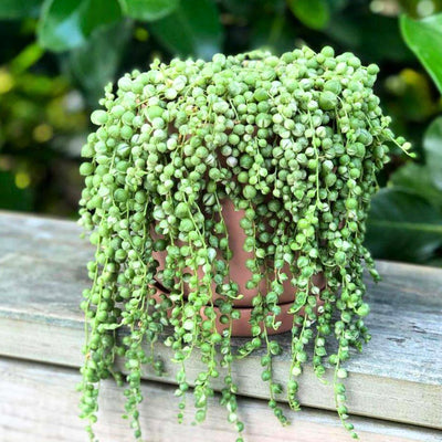 Variegated String of Pearls Plant Live, String of Pearls Plant Live, Variegated String of Pearls, Live String of Pearls Succulent Plant in Pot for Indoor House Planting (4 Inch Pot)