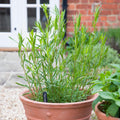 Set 2 French Tarragon Plants, 2-5" Tall Herb Starter Plants, Tarragon Herbs Plant for Garden