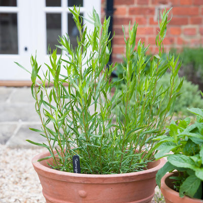 Set 3 French Tarragon Plants, 2-5 Inch Tall Tarragon Starter Plants, Live Herbs Plant for Garden