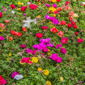Set 4 Mixed Portulaca Plants 4-7 Inches, Vibrant, Low Maintenance Moss Rose Flowers for Garden Beds, Containers and Patios
