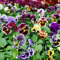 Pansy Plants in 4 Inch Pot, Mix Colorful Bloom Pansies Plant for Planting, Live Pansy Plants