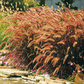 Red Grass Plant Live in 3.5 Inch Pot, Ornamental Grass Live Plant for Growing Your Garden