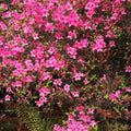 Pink Azalea Plant Live, Cold Hardy Azalea Plant, Hardy Flowering Shrub for Outdoor Planting, 4-7 Inches Tall in 4'' Pot