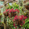 12 Air Plants, Tillandsia Air Plants Live Houseplants for Garden, Red Lonantha Tillandsia Plant