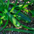 Zucchini Squash Plant Live 4'' Pot, Starter Vegetable Plant for Garden Planting, Outdoor Plant for Backyard, Raised Beds or Patio Containers