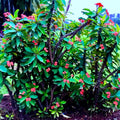 Crown of Thorns Plant Live, Red Euphorbia Milii Plant in 4 Inch Pot, Cactus Plant, Live Cactus Plant Indoor, Succulents Plant Live