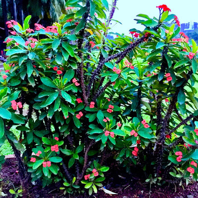 Crown of Thorns Plant Live, Red Euphorbia Milii Plant in 4 Inch Pot, Cactus Plant, Live Cactus Plant Indoor, Succulents Plant Live