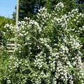 Fragrant Mock Orange Plants Tree Live Shrub House Plant Mock Orange Bush, Philadelphus Plant in Pot, 5-10 Inc Tall