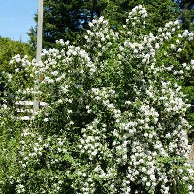 Fragrant Mock Orange Plants Tree Live Shrub House Plant Mock Orange Bush, Philadelphus Plant in Pot, 5-10 Inc Tall