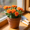 Orange Mini Rose Plant Live in 4 Inch Pot, Miniature Rose Flower Plant for Indoor Outdoor Garden, Patio and Home Decor, 4-6 Inches