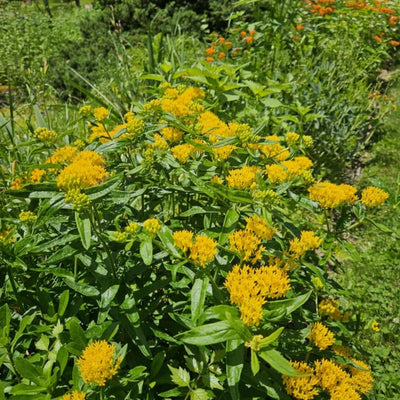 2 Milkweed Live Plants 4–7 Inches Tall, Milkweed Flowering Plants for Garden Beds, Borders or Landscape (Yellow Milkweed)