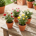 Random Mini Rose Plant Live in 4 Inch Pot, Miniature Rose Flower Plant for Indoor Outdoor Garden, Patio and Home Decor, 4-6 Inches