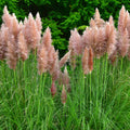 4 Pink Pampas Grass Plants Live for Planting, 2.5" Pot, Potted Pampas Grass Live Plants Shrub Indoors Outdoors