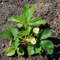 Set 10 Strawberry Bare Roots, Strawberry Plant Live, 5 to 7 Inc Tall, Fruit Garden (White)