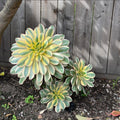 Easy Care Aeonium Plant Live 4” Pot, Rare Succulents Plants Live, Well Rooted, Easy Care House Plants (Pink Variegated)