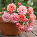 Pink Mini Rose Plant Live in 4 Inch Pot, Miniature Rose Flower Plant for Indoor Outdoor Garden, Patio and Home Decor, 4-6 Inches