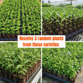 Set 3 Flower Plants Live, Assorted Milkweed, Plumbago, Buddleia, Lantana Plants Live, 4-6'' Long, Vibrant Flower Garden Collection