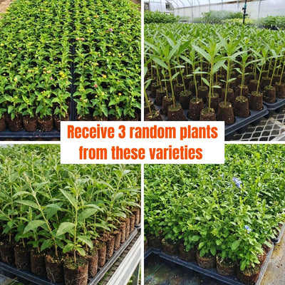 Set 3 Flower Plants Live, Assorted Milkweed, Plumbago, Buddleia, Lantana Plants Live, 4-6'' Long, Vibrant Flower Garden Collection
