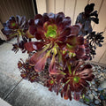 Easy Care Aeonium Plant Live 4” Pot, Rare Succulents Plants Live, Well Rooted, Easy Care House Plants (Black)