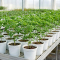 2 Moringa Trees Plants Live for Planting, Moringa Oleifera, Malunggay Well Rooted, 6 to 10 Inches Tall, No CA