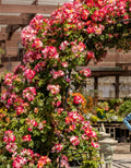 Fragrant Rose Plant Live Bush Shrub or Climbing, Old-Fashioned Roses Summer Rebloomer in 2.5 Inch Pot, Lanscape Rose Plant (Assorted) (Fourth of July)