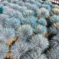 1 Blue Fescue Grass Plant Live for Planting, Ornamental Grass Perennial Garden 5-10 Inch Tall