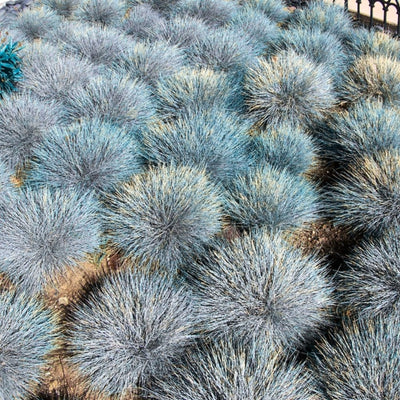 1 Blue Fescue Grass Plant Live for Planting, Ornamental Grass Perennial Garden 5-10 Inch Tall