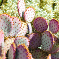 Purple Prickly Pear Cactus Plant Live, 3 Inc Pot, Prickly Pear Cactus Live Plant, 3 to 5 Inc Tall, Hardy Succulent Plants Garden