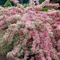 Variegated Weigela Shrub Live Plant, Outdoor Shrub, 1-2 Ft Tall