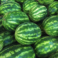 Set 4 of Red Watermelon Plants Live, 4 to 6 Inc Tall, Sweet Watermelon Fruit Live Plant Pot