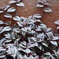 5 Wandering Jew Plants Live Houseplants Cuttings, Purple Wandering Jew Cuttings, Tradescantia Zebrina Live Plant Cuttings Not Plant, No Root