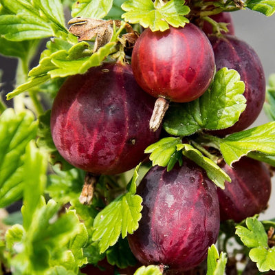 Gooseberry Plant Live, 5-9 Inc Tall, Sweet Gooseberry Bush Live Plant Well Rooted, Berry Plant Live for Planting