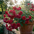 Red Mini Rose Plant Live in 4 Inch Pot, Miniature Rose Flower Plant for Indoor Outdoor Garden, Patio and Home Decor, 4-6 Inches