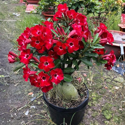 Pack 3 Mix Desert Rose Plants, 4-7" Tall Adenium Desert Rose Flowers Plant, Vibrant Bloom, No Pot, Perennial and Hardy Succulent Plant