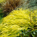 4"-6" Hakonechloa Japanese Forest Grass Live Plant, Starter Plants in Pot, Perennial Ornamental Grass for Spring Planting