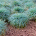 2 Blue Fescue Grass Plants Live for Planting, 4" Pot, Blue Fescue Ornamental Grass Live Plants Indoor Outdoor Garden