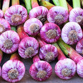 1 Pound Hard Neck Garlic for Planting in Fall, Purple Garlic Bulb for Planting, Fresh and High Yield, Cold Hardy, Planting Softneck Hardneck