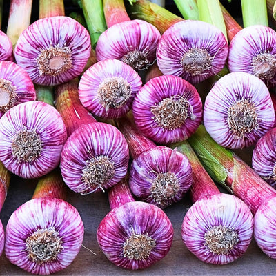 1 Pound Hard Neck Garlic for Planting in Fall, Purple Garlic Bulb for Planting, Fresh and High Yield, Cold Hardy, Planting Softneck Hardneck