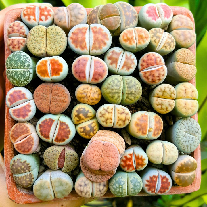 20 Mixed Lithops Live Plants, Indoor Succulent Living Stones