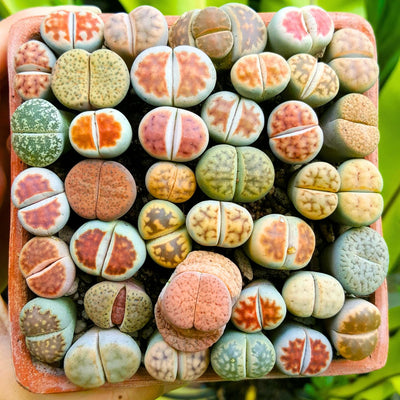 20 Lithops Live Plants Mix Lithop Succulents Plants Live Bulk, Rock Living Stone Succulent Live Plants Large Size Full Bloom Garden