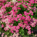 Pink Yarrow Plant Live, Quart Pot, 4 to 6 Inches Tall, Live Yarrow Plant Gardening