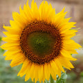 Yellow Sunflower Live Plant in 4" Pot - 4-6 Inch Tall
