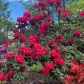 1-2 Ft Rhododendron Plants Live Bush Shrubs in 1 Gallon Pot for Planting, Azalea Bush Ready Plant, Live Rhododendron Plant Azalea (Red)