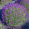Lavender Plant Live, Blue Lavender Plant Live Indoor Outdoor, Vibrant Bloom, 8 to 10 Inc Tall, Quart Pot, Fragrant Lavandula Seedling for Patio and Container