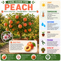 Peach Live Plant, Grafted Peach Plant 1 Feet Tall, Fruit Tree Well-Rooted for Planting (White)