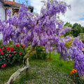 Purple Wisteria Plant in 4 Inch Pot, Wisteria Vine Starter, Hardy Climbing Flowering Vine for Trellis, Arbor or Garden