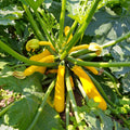 Summer Squash Live Plant 4–6 Inch Tall, Squash Vegetable Plant for Garden Planting in 4'' Pot, High Yield, Fast Growing